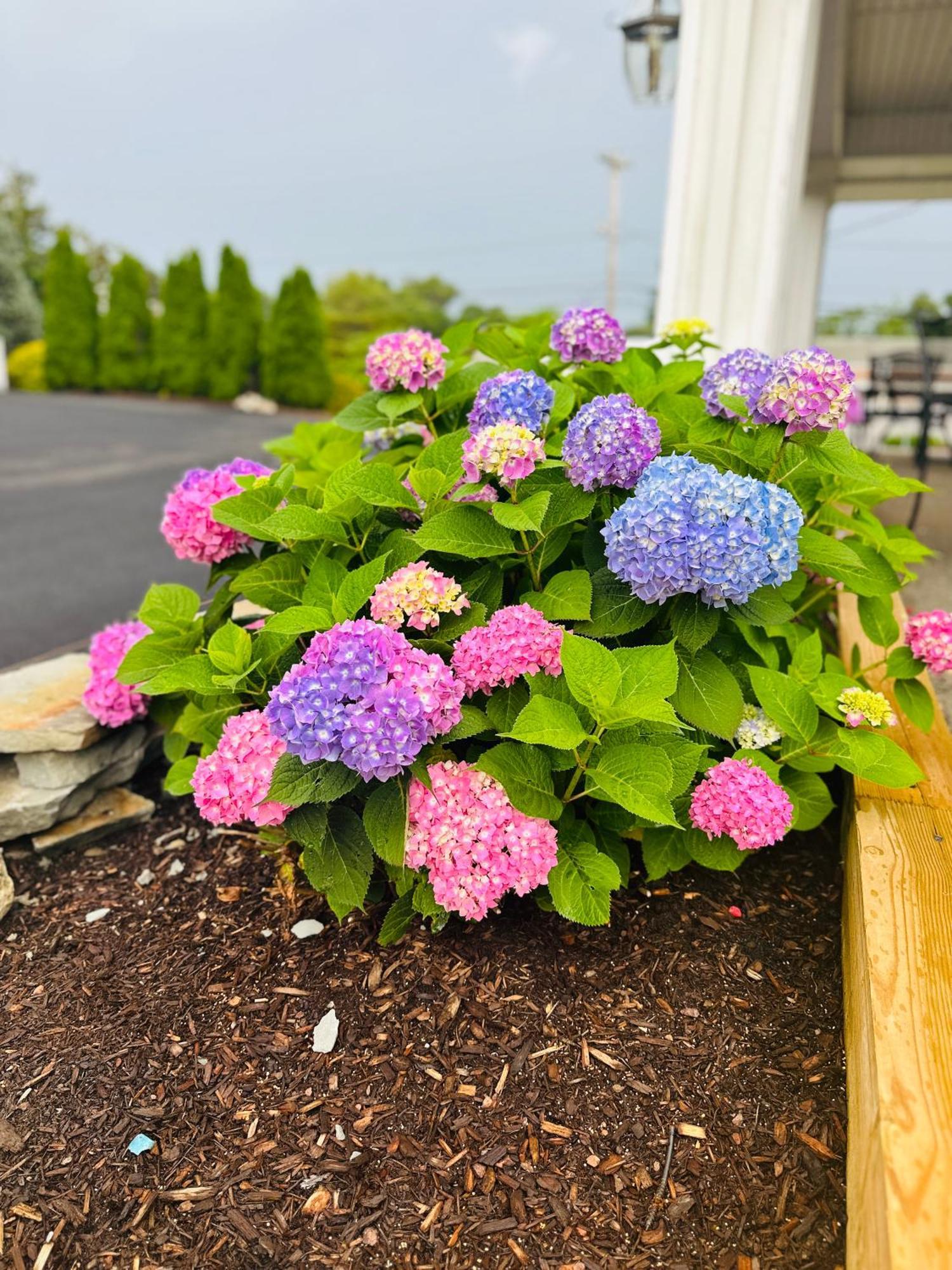 Motel Blue Spruce Plymouth Exterior foto